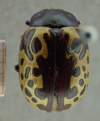 BE-RBINS-ENT Calligrapha_013 Calligrapha argus Dorsal.jpg BE-RBINS-ENT Calligrapha_013 Calligrapha argus Dorsal.jpg