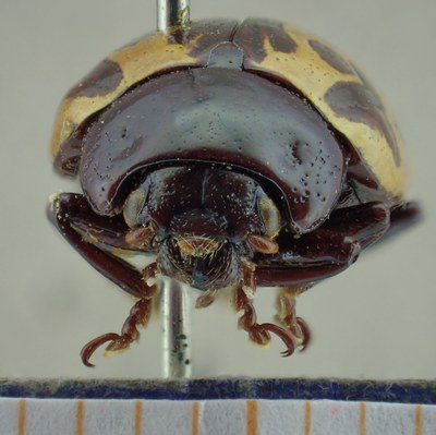 BE-RBINS-ENT Calligrapha_013 Calligrapha argus Frontal.jpg BE-RBINS-ENT Calligrapha_013 Calligrapha argus Frontal.jpg