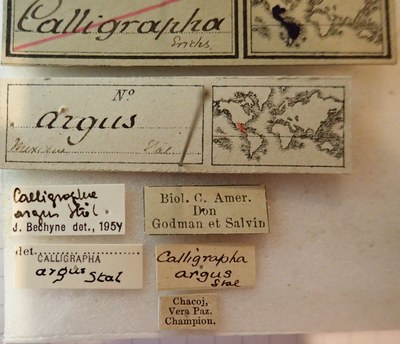 BE-RBINS-ENT Calligrapha_013 Calligrapha argus Label.jpg BE-RBINS-ENT Calligrapha_013 Calligrapha argus Label.jpg