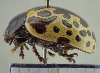 BE-RBINS-ENT Calligrapha_013 Calligrapha argus Lateral.jpg BE-RBINS-ENT Calligrapha_013 Calligrapha argus Lateral.jpg