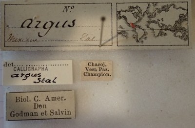 BE-RBINS-ENT Calligrapha_014 Calligrapha argus Label.jpg