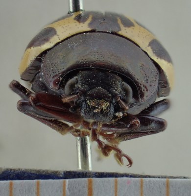 BE-RBINS-ENT Calligrapha_015 Calligrapha argus Frontal.jpg BE-RBINS-ENT Calligrapha_015 Calligrapha argus Frontal.jpg