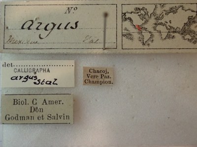 BE-RBINS-ENT Calligrapha_015 Calligrapha argus Label.JPG BE-RBINS-ENT Calligrapha_015 Calligrapha argus Label.JPG