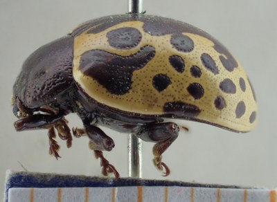BE-RBINS-ENT Calligrapha_015 Calligrapha argus Lateral.jpg BE-RBINS-ENT Calligrapha_015 Calligrapha argus Lateral.jpg