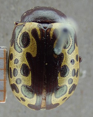 BE-RBINS-ENT Calligrapha_016 Calligrapha argus Dorsal.jpg BE-RBINS-ENT Calligrapha_016 Calligrapha argus Dorsal.jpg