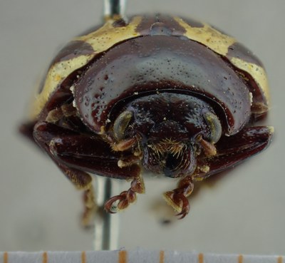 BE-RBINS-ENT Calligrapha_016 Calligrapha argus Frontal.jpg BE-RBINS-ENT Calligrapha_016 Calligrapha argus Frontal.jpg