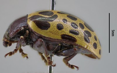 BE-RBINS-ENT Calligrapha_016 Calligrapha argus Lateral.jpg BE-RBINS-ENT Calligrapha_016 Calligrapha argus Lateral.jpg