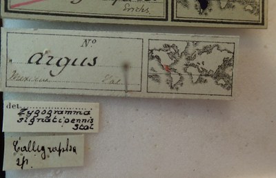 BE-RBINS-ENT Calligrapha_017 Calligrapha argus Label.jpg