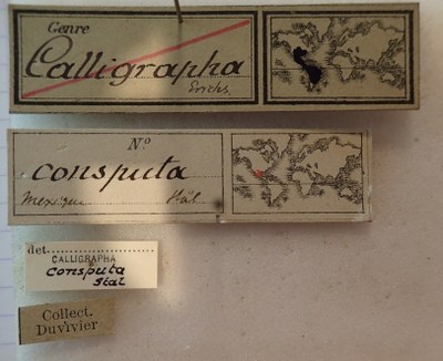 BE-RBINS-ENT Calligrapha_023 Calligrapha consputa Label.jpg