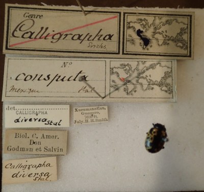 E-RBINS-ENT 025 Calligrapha consputa Label.jpg