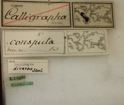 BE-RBINS-ENT Calligrapha_034 Calligrapha consputa Label.jpg