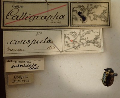 BE-RBINS-ENT Calligrapha_038 Calligrapha consputa Label.jpg