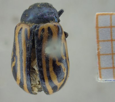BE-RBINS-ENT Calligrapha_046 Calligrapha curvilinea Dorsal.jpg BE-RBINS-ENT Calligrapha_046 Calligrapha curvilinea Dorsal.jpg