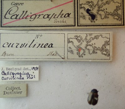 BE-RBINS-ENT Calligrapha_046 Calligrapha curvilinea Label.jpg BE-RBINS-ENT Calligrapha_046 Calligrapha curvilinea Label.jpg