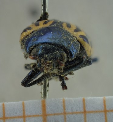BE-RBINS-ENT Calligrapha_047 Calligrapha curvilinea Frontal.jpg BE-RBINS-ENT Calligrapha_047 Calligrapha curvilinea Frontal.jpg