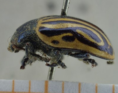 BE-RBINS-ENT Calligrapha_047 Calligrapha curvilinea Lateral.jpg BE-RBINS-ENT Calligrapha_047 Calligrapha curvilinea Lateral.jpg