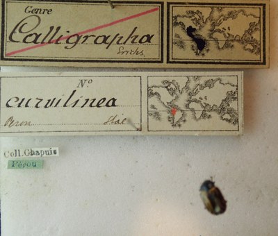 BE-RBINS-ENT Calligrapha_047 Calligrapha curvilinea Label.jpg BE-RBINS-ENT Calligrapha_047 Calligrapha curvilinea Label.jpg