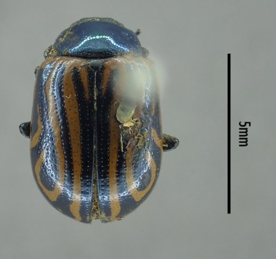 BE-RBINS-ENT Calligrapha_048 Calligrapha curvilinea Dorsal.jpg BE-RBINS-ENT Calligrapha_048 Calligrapha curvilinea Dorsal.jpg