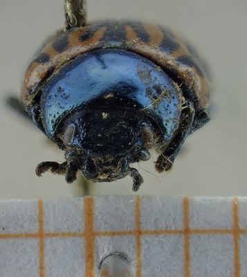 BE-RBINS-ENT Calligrapha_048 Calligrapha curvilinea Frontal.jpg BE-RBINS-ENT Calligrapha_048 Calligrapha curvilinea Frontal.jpg