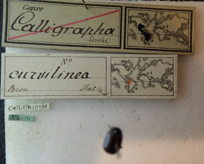 BE-RBINS-ENT Calligrapha_048 Calligrapha curvilinea Label.jpg BE-RBINS-ENT Calligrapha_048 Calligrapha curvilinea Label.jpg