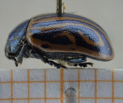 BE-RBINS-ENT Calligrapha_048 Calligrapha curvilinea Lateral.jpg BE-RBINS-ENT Calligrapha_048 Calligrapha curvilinea Lateral.jpg