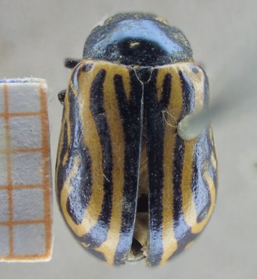 BE-RBINS-ENT Calligrapha_049 Calligrapha curvilinea Dorsal.jpg BE-RBINS-ENT Calligrapha_049 Calligrapha curvilinea Dorsal.jpg