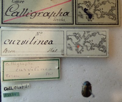 BE-RBINS-ENT Calligrapha_049 Calligrapha curvilinea Label.jpg BE-RBINS-ENT Calligrapha_049 Calligrapha curvilinea Label.jpg