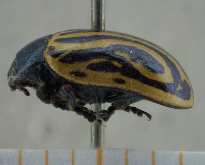 BE-RBINS-ENT Calligrapha_049 Calligrapha curvilinea Lateral.jpg BE-RBINS-ENT Calligrapha_049 Calligrapha curvilinea Lateral.jpg