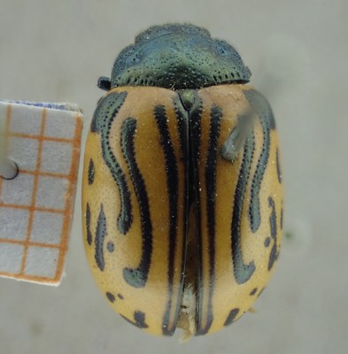 BE-RBINS-ENT Calligrapha_050 Calligrapha dislocata Dorsal.jpg BE-RBINS-ENT Calligrapha_050 Calligrapha dislocata Dorsal.jpg