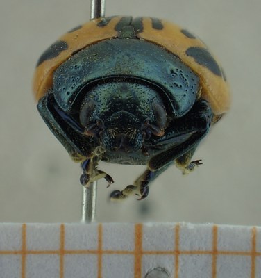 BE-RBINS-ENT Calligrapha_050 Calligrapha dislocata Frontal.jpg BE-RBINS-ENT Calligrapha_050 Calligrapha dislocata Frontal.jpg