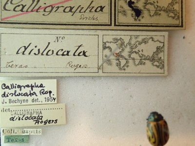 BE-RBINS-ENT Calligrapha_050 Calligrapha dislocata Label.jpg BE-RBINS-ENT Calligrapha_050 Calligrapha dislocata Label.jpg