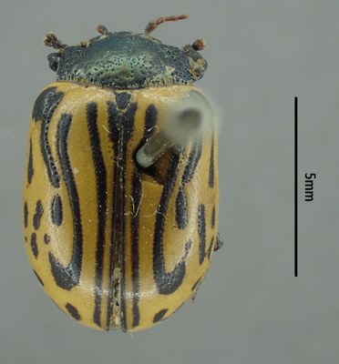 BE-RBINS-ENT Calligrapha_051 Calligrapha dislocata Dorsal.jpg BE-RBINS-ENT Calligrapha_051 Calligrapha dislocata Dorsal.jpg