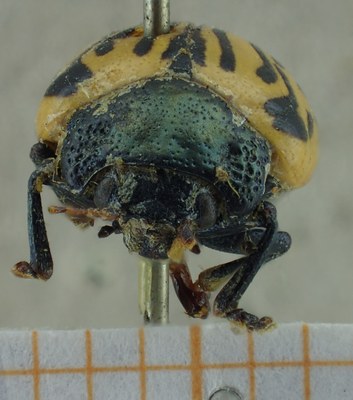 BE-RBINS-ENT Calligrapha_051 Calligrapha dislocata Frontal.jpg BE-RBINS-ENT Calligrapha_051 Calligrapha dislocata Frontal.jpg