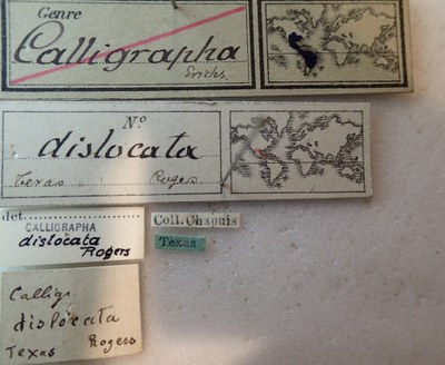 BE-RBINS-ENT Calligrapha_051 Calligrapha dislocata Label.jpg BE-RBINS-ENT Calligrapha_051 Calligrapha dislocata Label.jpg