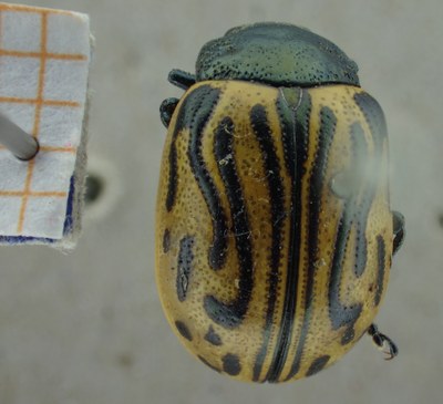 BE-RBINS-ENT Calligrapha_052 Calligrapha dislocata Dorsal.jpg BE-RBINS-ENT Calligrapha_052 Calligrapha dislocata Dorsal.jpg
