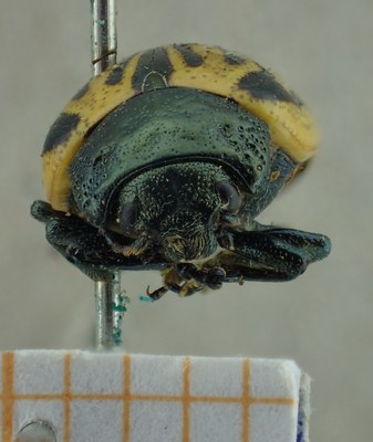 BE-RBINS-ENT Calligrapha_052 Calligrapha dislocata Frontal.jpg BE-RBINS-ENT Calligrapha_052 Calligrapha dislocata Frontal.jpg