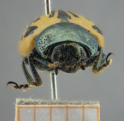 BE-RBINS-ENT Calligrapha_054 Calligrapha dislocata Frontal.jpg BE-RBINS-ENT Calligrapha_054 Calligrapha dislocata Frontal.jpg