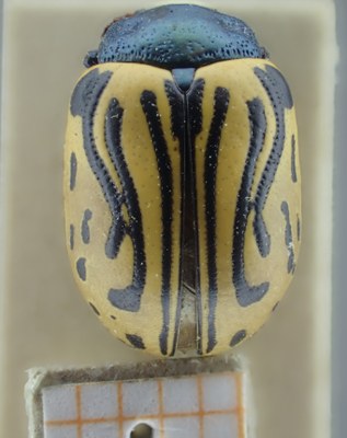 BE-RBINS-ENT Calligrapha_055 Calligrapha dislocata Dorsal.jpg BE-RBINS-ENT Calligrapha_055 Calligrapha dislocata Dorsal.jpg