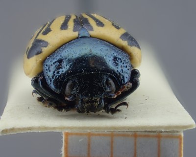 BE-RBINS-ENT Calligrapha_055 Calligrapha dislocata Frontal.jpg BE-RBINS-ENT Calligrapha_055 Calligrapha dislocata Frontal.jpg