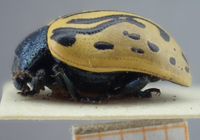 BE-RBINS-ENT Calligrapha_055 Calligrapha dislocata Lateral.jpg BE-RBINS-ENT Calligrapha_055 Calligrapha dislocata Lateral.jpg