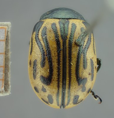 BE-RBINS-ENT Calligrapha_056 Calligrapha dislocata Dorsal.jpg BE-RBINS-ENT Calligrapha_056 Calligrapha dislocata Dorsal.jpg