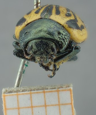 BE-RBINS-ENT Calligrapha_056 Calligrapha dislocata Frontal.jpg BE-RBINS-ENT Calligrapha_056 Calligrapha dislocata Frontal.jpg
