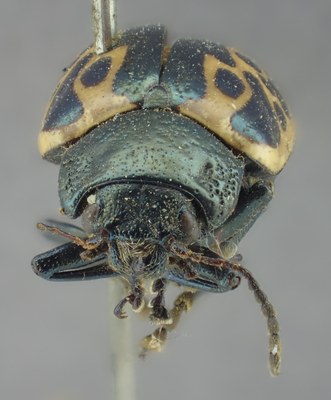 BE-RBINS-ENT Calligrapha_057 Calligrapha diversa Frontal.jpg BE-RBINS-ENT Calligrapha_057 Calligrapha diversa Frontal.jpg