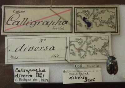 BE-RBINS-ENT Calligrapha_057 Calligrapha diversa Label.jpg