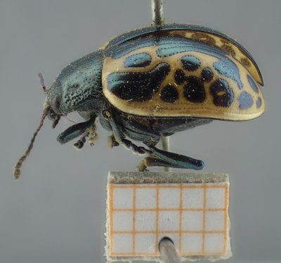 BE-RBINS-ENT Calligrapha_057 Calligrapha diversa Lateral.jpg BE-RBINS-ENT Calligrapha_057 Calligrapha diversa Lateral.jpg