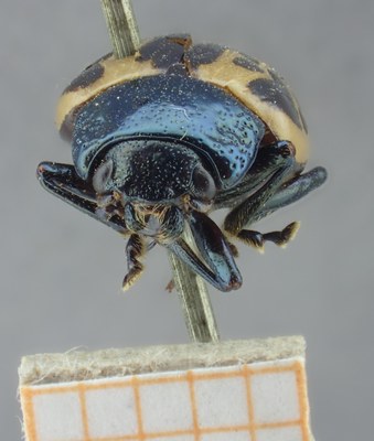 BE-RBINS-ENT Calligrapha_058 Calligrapha diversa Frontal.jpg BE-RBINS-ENT Calligrapha_058 Calligrapha diversa Frontal.jpg