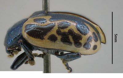 BE-RBINS-ENT Calligrapha_058 Calligrapha diversa Lateral.jpg BE-RBINS-ENT Calligrapha_058 Calligrapha diversa Lateral.jpg