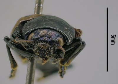 BE-RBINS-ENT Calligrapha_060 Calligrapha elegantula Frontal.jpg BE-RBINS-ENT Calligrapha_060 Calligrapha elegantula Frontal.jpg