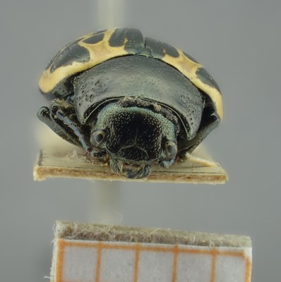 BE-RBINS-ENT Calligrapha_061 Calligrapha elegantula Frontal.jpg BE-RBINS-ENT Calligrapha_061 Calligrapha elegantula Frontal.jpg