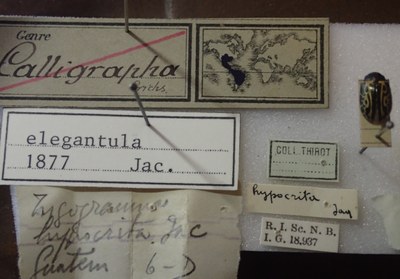 BE-RBINS-ENT Calligrapha_061 Calligrapha elegantula Label.jpg BE-RBINS-ENT Calligrapha_061 Calligrapha elegantula Label.jpg